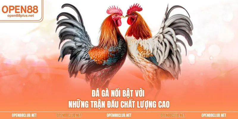 Đá gà nổi bật với những trận đấu chất lượng cao
