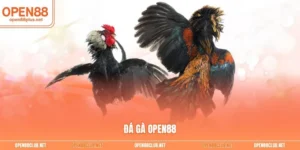 Đá Gà Open88