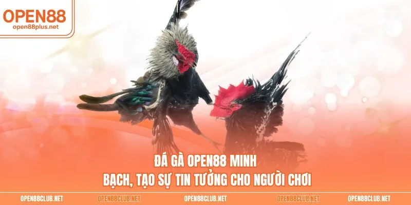 Đá gà Open88 minh bạch, tạo sự tin tưởng cho người chơi