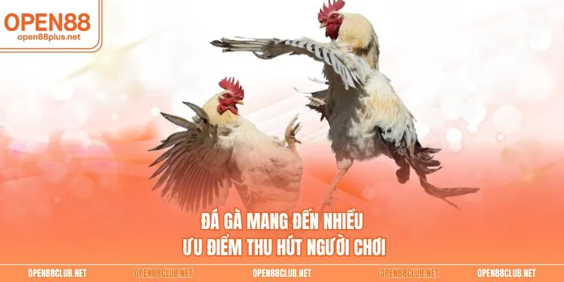 Đá gà mang đến nhiều ưu điểm thu hút người chơi