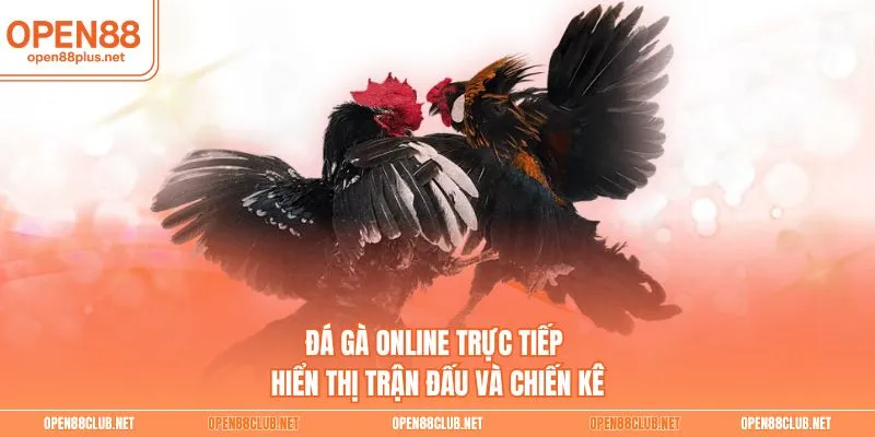 Đá gà online trực tiếp hiển thị trận đấu và chiến kê