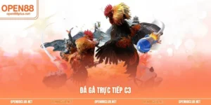 Đá gà trực tiếp C3